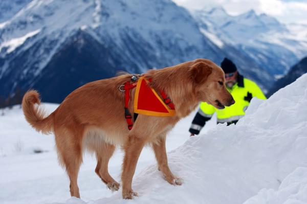 Image for event: Larimer County Search &amp; Rescue Dogs