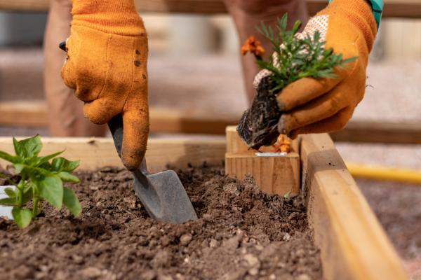 planting plants in a raised garden bed