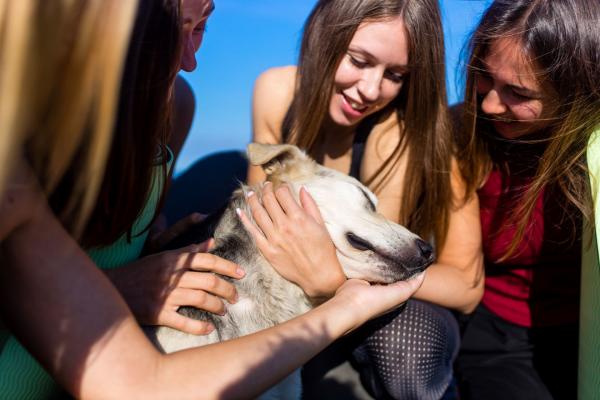 A small group of teen girls petting a large light-colored dog.