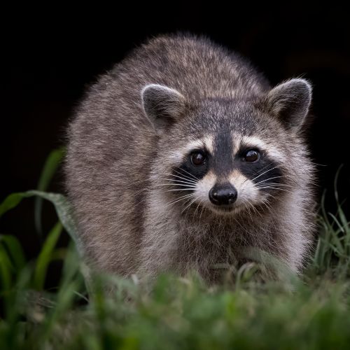 Racoon standing in grass at night.