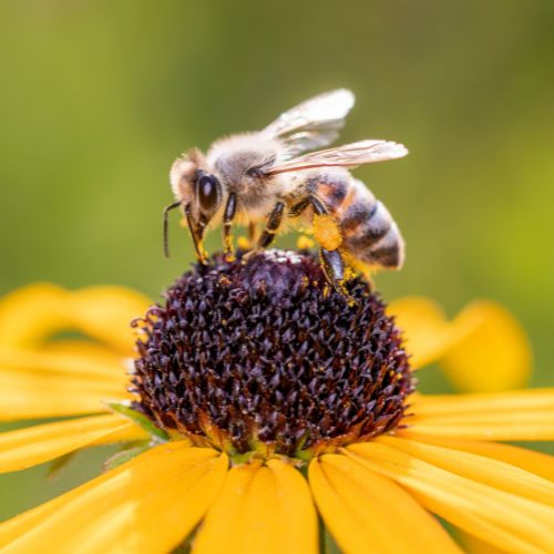 Honey bee pollinating on a yellow flower.